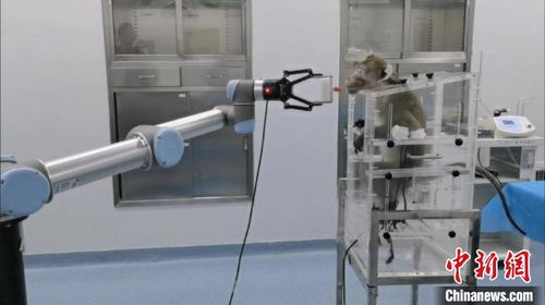 中國完成全球首例介入式腦機(jī)接口非人靈長(zhǎng)類動(dòng)物試驗(yàn)